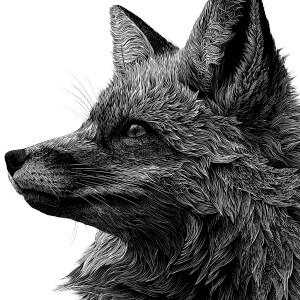 Stylized Fox Profile Vinyl Car Decal Sticker – Waterproof & UV-Resistant 3.4133333333333336"