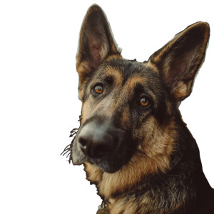 Anxious German Shepherd Vinyl Car Decal Sticker – Waterproof & UV-Resistant 3.4133333333333336"