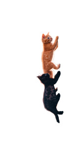 Kittens Climbing Tree Vinyl Car Decal Sticker – Waterproof & UV-Resistant 9.706666666666667"