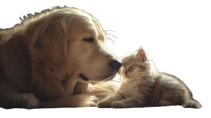 Fluffy Kitten Nuzzling Vinyl Car Decal Sticker – Waterproof & UV-Resistant 2.72"