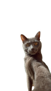Grey Cat Selfie Vinyl Car Decal Sticker – Waterproof & UV-Resistant 9.706666666666667"