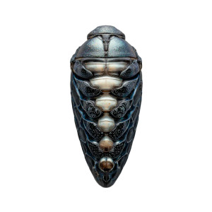 Iridescent Butterfly Chrysalis Vinyl Car Decal Sticker – Waterproof & UV-Resistant 3.4133333333333336" Iridescent Butterfly Chrysalis Vinyl Car Decal Sticker – Waterproof & UV-Resistant 3.4133333333333336"
