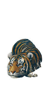 Elegant Tiger Illustration V2 Vinyl Car Decal Sticker – Waterproof & UV-Resistant 10.2