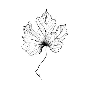 Vine Leaf Outline Vinyl Car Decal Sticker – Waterproof & UV-Resistant 3.4133333333333336"