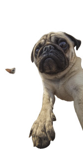 Chubby Pug Selfie V3 Vinyl Car Decal Sticker – Waterproof & UV-Resistant 9.706666666666667"