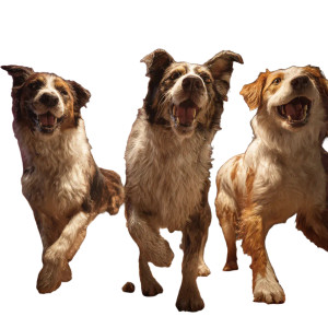 Dancing Dogs Vinyl Car Decal Sticker – Waterproof & UV-Resistant 3.4133333333333336" Dancing Dogs Vinyl Car Decal Sticker – Waterproof & UV-Resistant 3.4133333333333336"