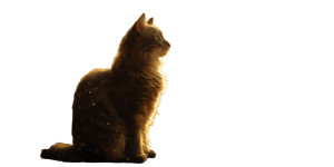 Sunlit Cat Silhouette Vinyl Car Decal Sticker – Waterproof & UV-Resistant 5.12"