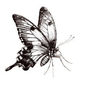 Sketch Butterfly V2 Vinyl Car Decal Sticker – Waterproof & UV-Resistant 3.4133333333333336"