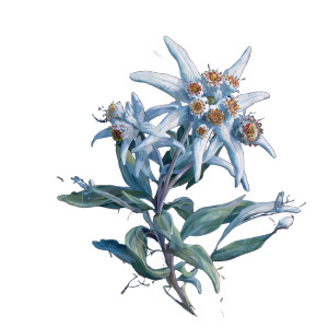 Alpine Edelweiss Art Vinyl Car Decal Sticker – Waterproof & UV-Resistant 3.4133333333333336"