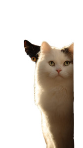 Fluffy Cats Peeking Vinyl Car Decal Sticker – Waterproof & UV-Resistant 4.8533333333333335"