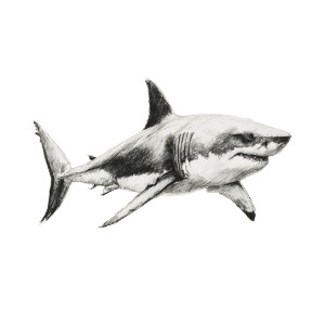 Minimalist Shark Sketch Vinyl Car Decal Sticker – Waterproof & UV-Resistant 3.4133333333333336"