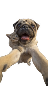 Pug And Kitten Selfie Vinyl Car Decal Sticker – Waterproof & UV-Resistant 9.706666666666667"