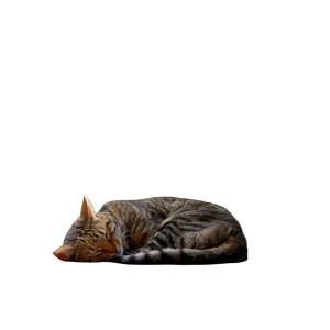 Sleeping Cat V25 Vinyl Car Decal Sticker – Waterproof & UV-Resistant 3.4133333333333336" Sleeping Cat V25 Vinyl Car Decal Sticker – Waterproof & UV-Resistant 3.4133333333333336"