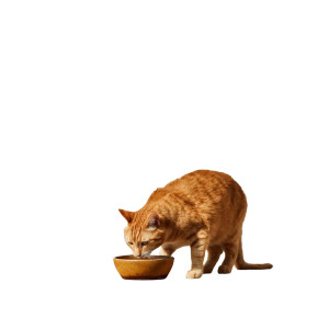 Cat Eating V2 Vinyl Car Decal Sticker – Waterproof & UV-Resistant 3.4133333333333336"