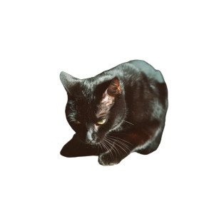 Black Cat Pianist Vinyl Car Decal Sticker – Waterproof & UV-Resistant 3.4133333333333336"