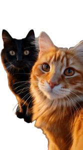 Cats Taking Selfie V41 Vinyl Car Decal Sticker – Waterproof & UV-Resistant 4.906666666666666"