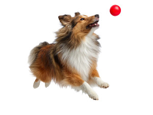 Sheltie Jumping Vinyl Car Decal Sticker – Waterproof & UV-Resistant 6.1866666666666665"
