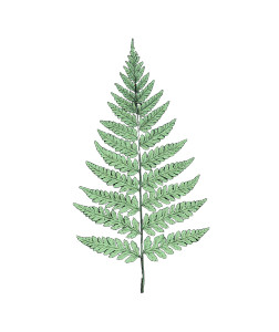 Illustrative Fern Leaf Vinyl Car Decal Sticker – Waterproof & UV-Resistant 4.0"