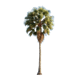 Single Palm Tree Vinyl Car Decal Sticker – Waterproof & UV-Resistant 6.826666666666667"