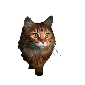 A Cat V43 Vinyl Car Decal Sticker – Waterproof & UV-Resistant 3.4133333333333336" A Cat V43 Vinyl Car Decal Sticker – Waterproof & UV-Resistant 3.4133333333333336"