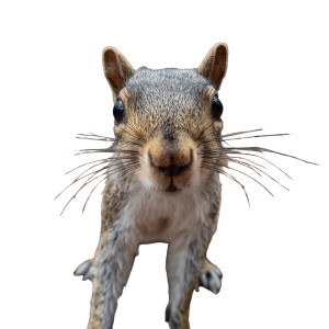 Curious Squirrel Vinyl Car Decal Sticker – Waterproof & UV-Resistant 3.4133333333333336"