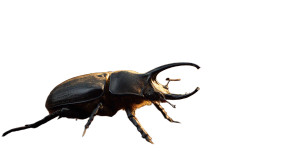 Hercules Beetle Effort Vinyl Car Decal Sticker – Waterproof & UV-Resistant 5.4 Hercules Beetle Effort Vinyl Car Decal Sticker – Waterproof & UV-Resistant 5.4
