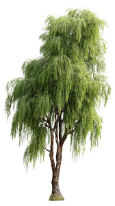 Futuristic Urban Tree Vinyl Car Decal Sticker – Waterproof & UV-Resistant 9.706666666666667"