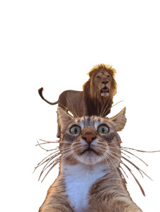Cat And Lion Selfie V5 Vinyl Car Decal Sticker – Waterproof & UV-Resistant 8.213333333333333" Cat And Lion Selfie V5 Vinyl Car Decal Sticker – Waterproof & UV-Resistant 8.213333333333333"