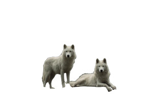 Majestic White Wolves V3 Vinyl Car Decal Sticker – Waterproof & UV-Resistant 5.97333333333333