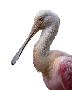 Spoonbill Vinyl Car Decal Sticker – Waterproof & UV-Resistant 4.0"