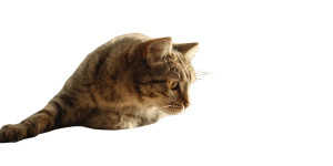 Mischievous Tabby Cat Vinyl Car Decal Sticker – Waterproof & UV-Resistant 2.56"