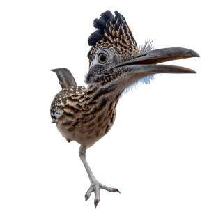 Badass Roadrunner Vinyl Car Decal Sticker – Waterproof & UV-Resistant 3.4133333333333336"