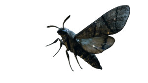 Death'S Head Moth V3 Vinyl Car Decal Sticker – Waterproof & UV-Resistant 5.4
