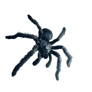 Gigantic Portia Spider Vinyl Car Decal Sticker – Waterproof & UV-Resistant 6.826666666666667"