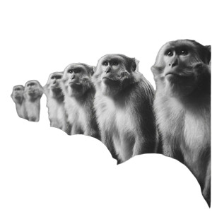 Monkeys Gym Training Vinyl Car Decal Sticker – Waterproof & UV-Resistant 3.4133333333333336" Monkeys Gym Training Vinyl Car Decal Sticker – Waterproof & UV-Resistant 3.4133333333333336"