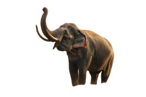 Majestic Indian Elephant Vinyl Car Decal Sticker – Waterproof & UV-Resistant 5.97333333333333