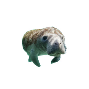 Manatee Vinyl Car Decal Sticker – Waterproof & UV-Resistant 6.826666666666667" Manatee Vinyl Car Decal Sticker – Waterproof & UV-Resistant 6.826666666666667"