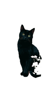 Black Cat Blooms Vinyl Car Decal Sticker – Waterproof & UV-Resistant 4.746666666666667"