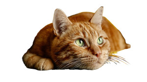 Lazy Ginger Cat Vinyl Car Decal Sticker – Waterproof & UV-Resistant 5.4