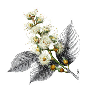Chestnut Flowers Vinyl Car Decal Sticker – Waterproof & UV-Resistant 6.826666666666667"