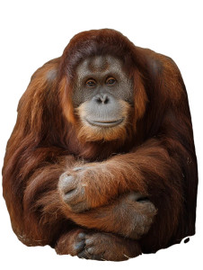 Sitting Orangutan Vinyl Car Decal Sticker – Waterproof & UV-Resistant 8.213333333333333" Sitting Orangutan Vinyl Car Decal Sticker – Waterproof & UV-Resistant 8.213333333333333"