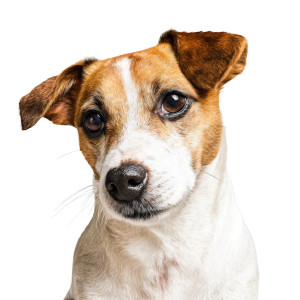 Cute Jack Russell V3 Vinyl Car Decal Sticker – Waterproof & UV-Resistant 6.826666666666667" Cute Jack Russell V3 Vinyl Car Decal Sticker – Waterproof & UV-Resistant 6.826666666666667"