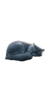 Sleeping Persian Cat V2 Vinyl Car Decal Sticker – Waterproof & UV-Resistant 9.706666666666667"