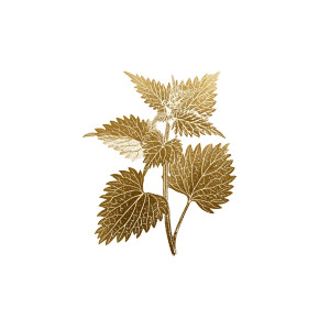 Golden Nettle Logo Vinyl Car Decal Sticker – Waterproof & UV-Resistant 3.4133333333333336" Golden Nettle Logo Vinyl Car Decal Sticker – Waterproof & UV-Resistant 3.4133333333333336"