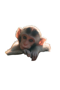 Cute Monkeys Wallpaper Vinyl Car Decal Sticker – Waterproof & UV-Resistant 4.4