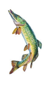 Leaping Pike Painting Vinyl Car Decal Sticker – Waterproof & UV-Resistant 5.173333333333333"