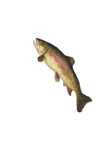 Rainbow Trout Painting V2 Vinyl Car Decal Sticker – Waterproof & UV-Resistant 8.213333333333333"