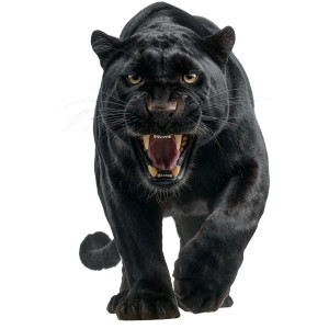 Growling Panther Vinyl Car Decal Sticker – Waterproof & UV-Resistant 3.4133333333333336" Growling Panther Vinyl Car Decal Sticker – Waterproof & UV-Resistant 3.4133333333333336"