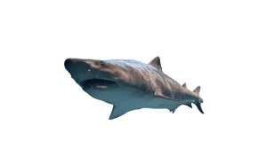 Shark In Aquarium Vinyl Car Decal Sticker – Waterproof & UV-Resistant 2.72"
