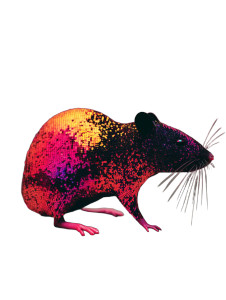 Metallic Rat Vinyl Car Decal Sticker – Waterproof & UV-Resistant 8.213333333333333"
